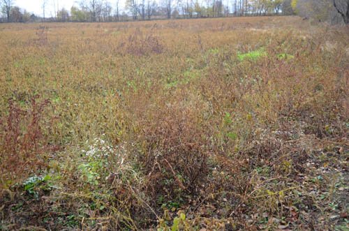 Property photo 13 - 80 Acres & Home - Property Offered in 4 Tracts from 2.3 to 30.0 Acres